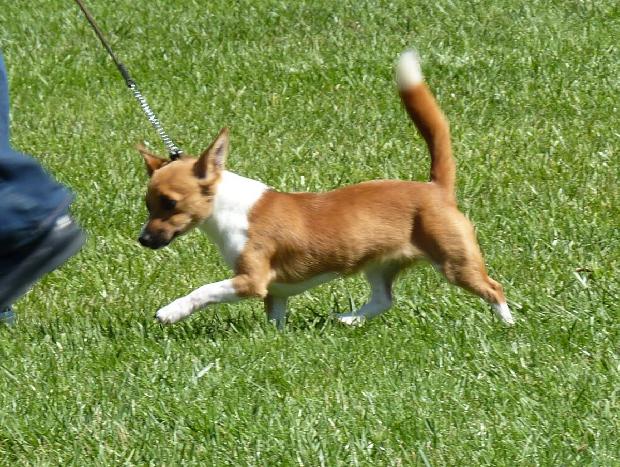 Podengo Português Pequeno de Pêlo Liso