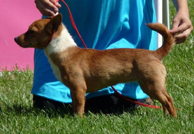Podengo Português Pequeno de Pêlo Liso