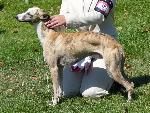 Cães