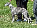 Cães
