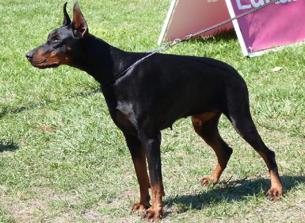 Dobermann