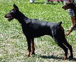 Criadores de cães Dobermann