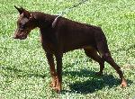 Cães