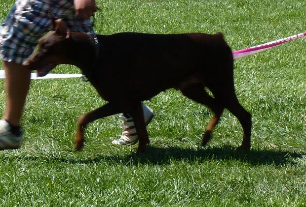 Dobermann