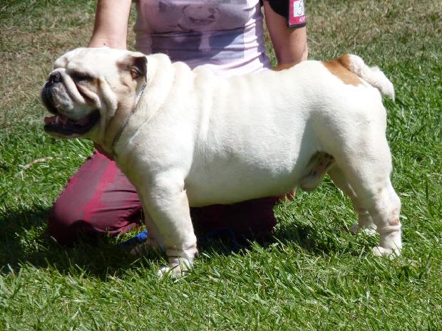 Bulldog Inglês