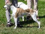 Cães