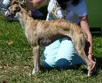 Cães