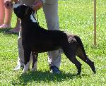 Cães