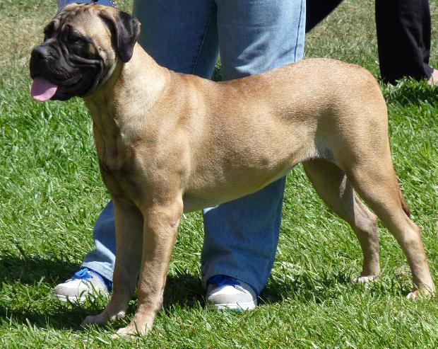 Bullmastiff