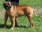 Cães