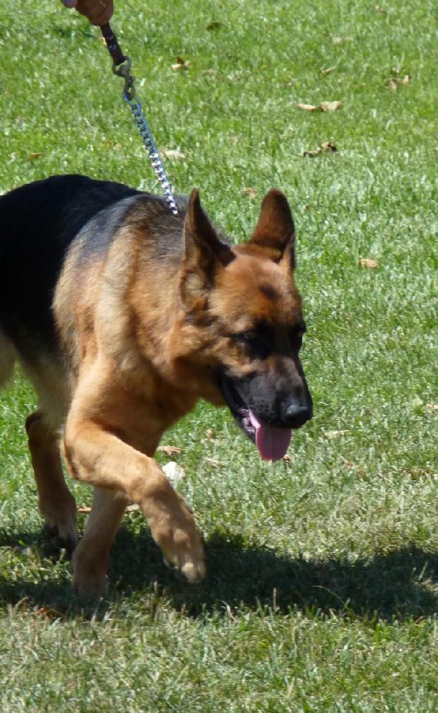 Cão de Pastor Alemão