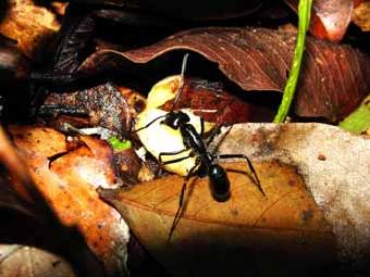 Formiga carnivora gigante