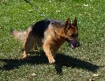Cães