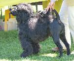 Cães