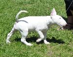 Cães