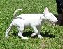 Bull Terrier Miniatura