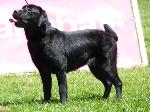 Cães