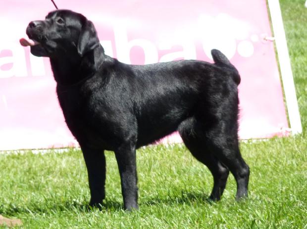 Retriever do Labrador