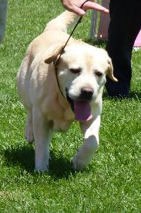 Criadores de cães Retriever do Labrador
