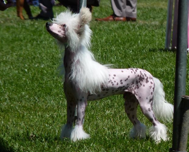 Cão de Crista Chinês