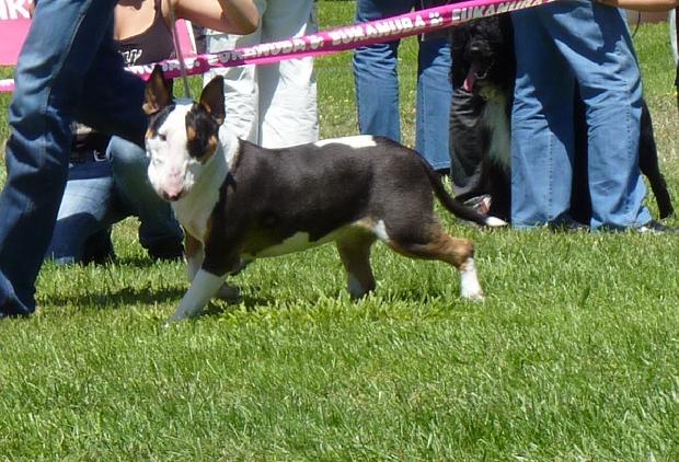 Bull Terrier