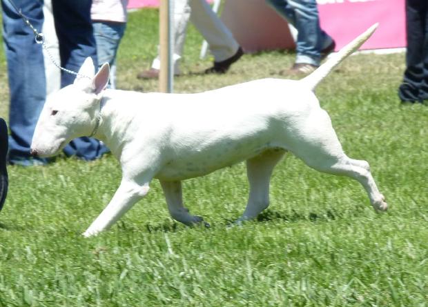 Bull Terrier