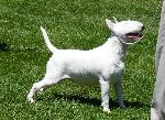 Criadores de cães da raça Bull Terrier