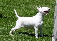 Criadores de cães da raça Bull Terrier