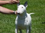Cães