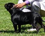 Cães