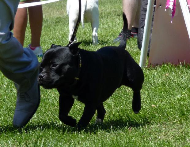 Staffordshire Bull Terrier