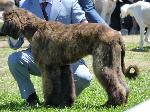 Cães