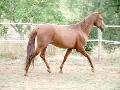 Cavalo lusitano