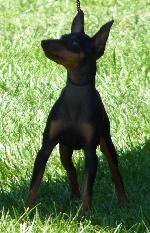 Cães