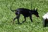 English Toy Terrier (Black and Tan)
