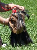 Cães