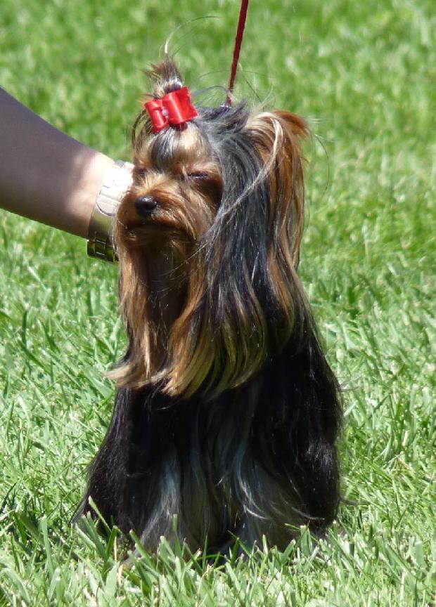 Yorkshire Terrier