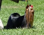 Cães