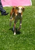 Saluki