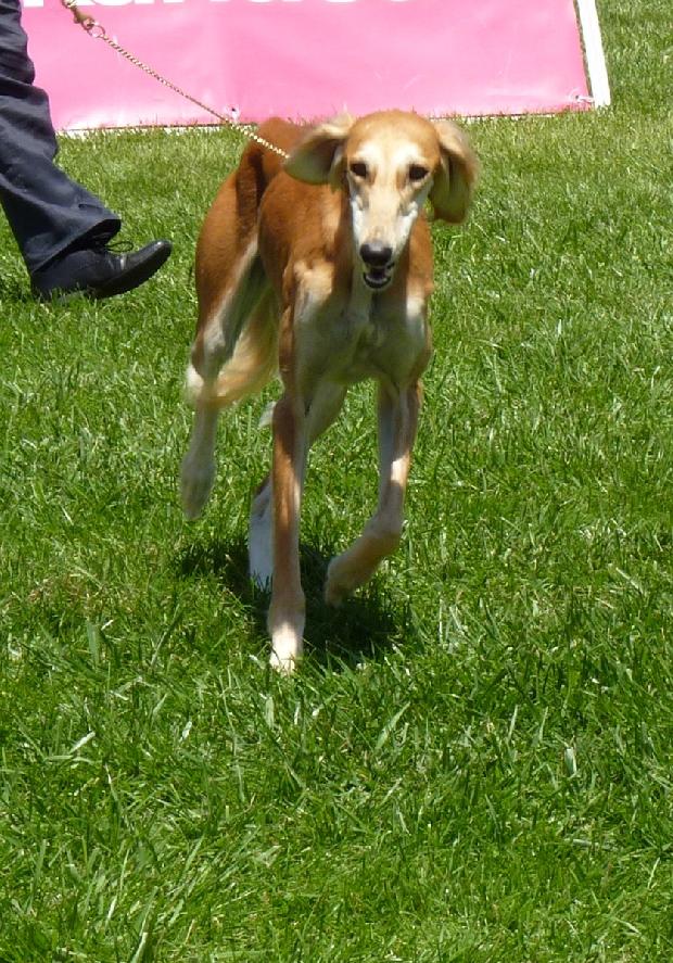 Saluki