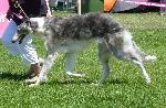 Cães
