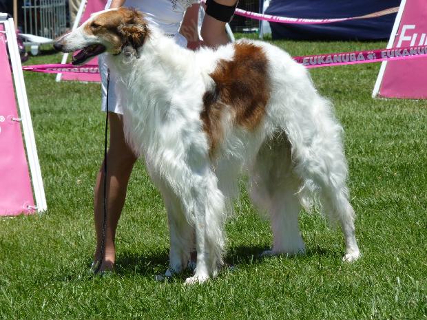 Borzoi