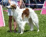 Cães