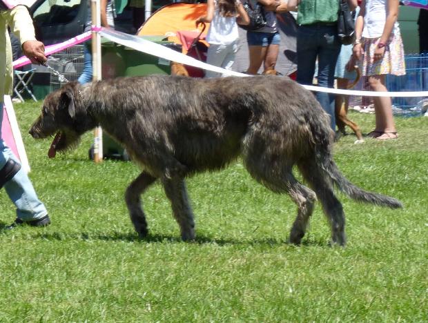 Galgo Irlandês