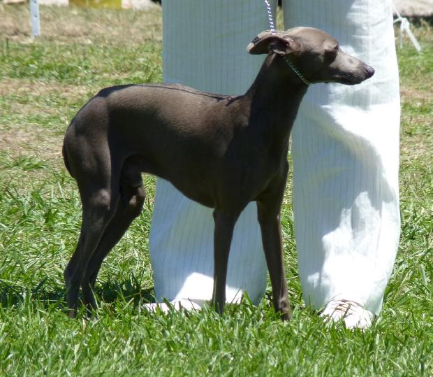 Galguinho Italiano