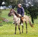 Cavalos