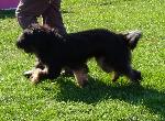Cães