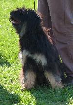 Cães