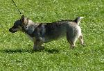 Cães