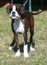 Cães